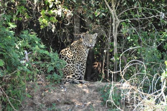 Uma magnífica onça nos observa enquanto navegamos no rio Cuiabá, região de Porto Jofre, no final da rodovia Transpantaneira, no Pantanal Norte, no Mato Grosso